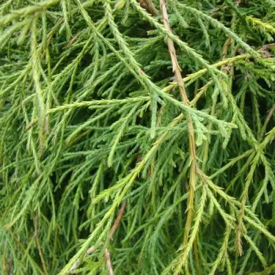 Кипарисовик ФИЛИФЕРА НАНА горохоплодный  в Слониме