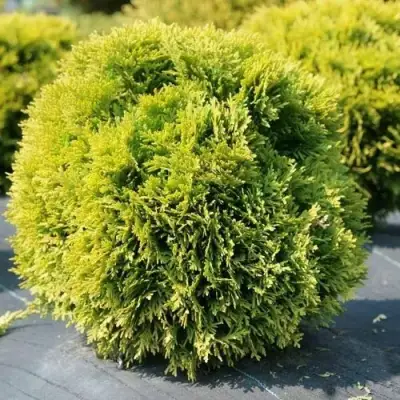 Туя ДАВИД западная в Слониме