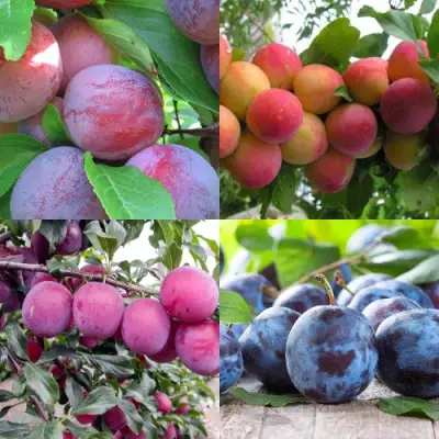 Комплект СЛИВОВЫЙ САД в Слониме