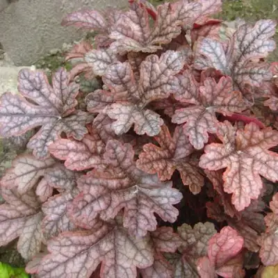 Гейхера ГАНСМОУК в Слониме