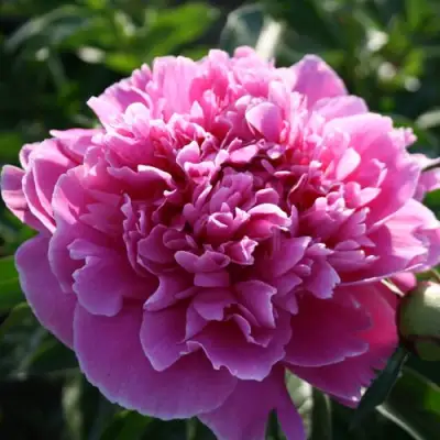 Пион ГОЛУБАЯ ХРИЗАНТЕМА травянистый в Слониме