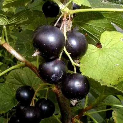 Смородина чёрная БИНАР в Слониме