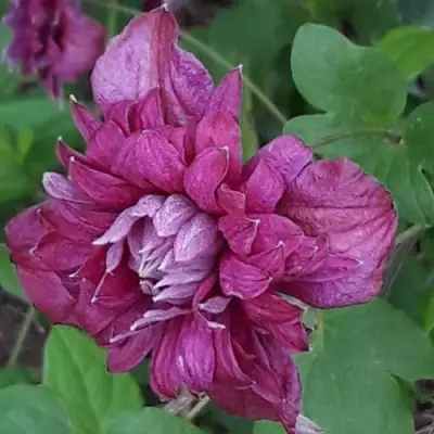 Клематис ПУРПУРЕА ПЛЕНА ЭЛЕГАНС в Слониме