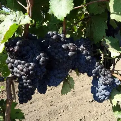 Виноград ДЕНИСОВСКИЙ в Слониме