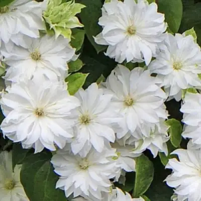 Клематис МАРИЯ СКЛОДОВСКАЯ-КЮРИ в Слониме