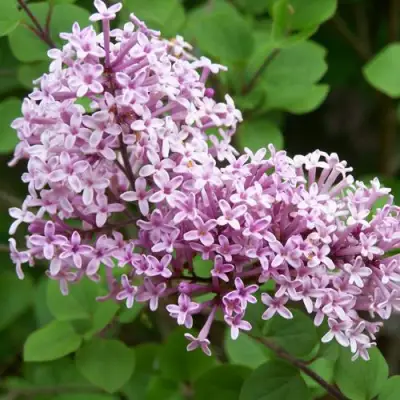 Сирень ПАЛИБИН  в Слониме