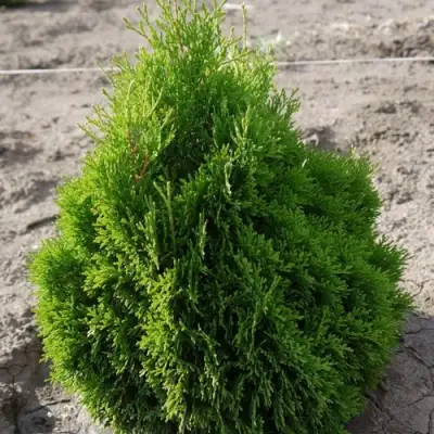 Туя МИКИ западная в Слониме