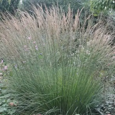 Молиния ХАЙДЕБРАУТ голубая в Слониме