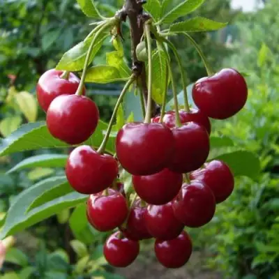 Вишня ВЯНОК в Слониме