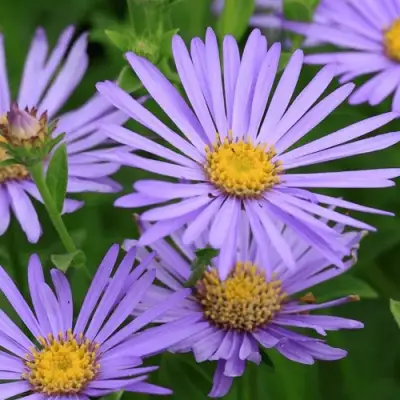 Астра ЛЕДИ ИН БЛЮ в Слониме