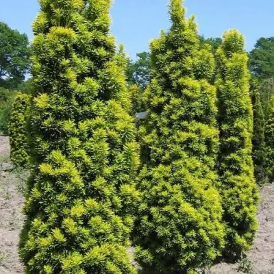 Тис ДАВИД ягодный в Слониме