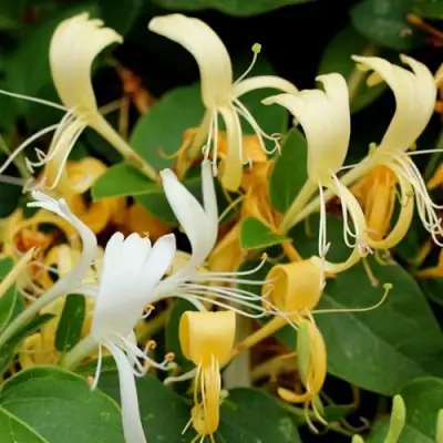 Жимолость ХАЛЛИАНА японская (Хелиана) в Слониме