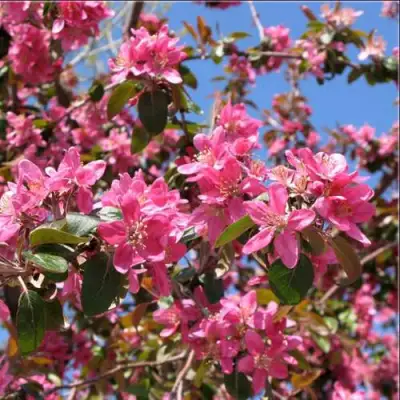 Яблоня ХЕЛЕНА декоративная в Слониме