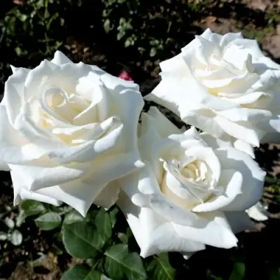 Роза БОИНГ чайно-гибридная в Слониме