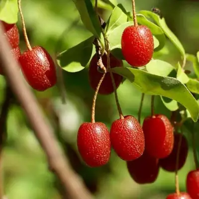 ГУМИ (ЛОХ МНОГОЦВЕТКОВЫЙ) в Слониме