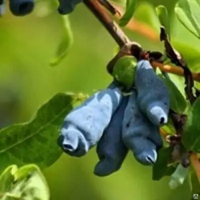 Жимолость съедобная ПУШКИНСКАЯ в Слониме