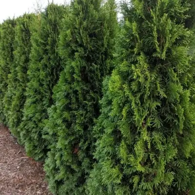 Туя ПИРАМИДАЛИС КОМПАКТА западная в Слониме