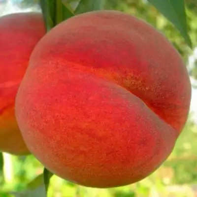 Персик МАЙСКИЙ ЦВЕТОК в Слониме
