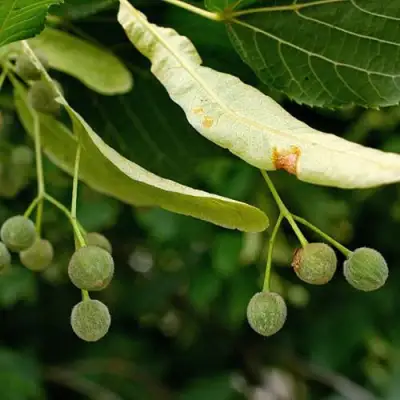 Липа сердцевидная в Слониме