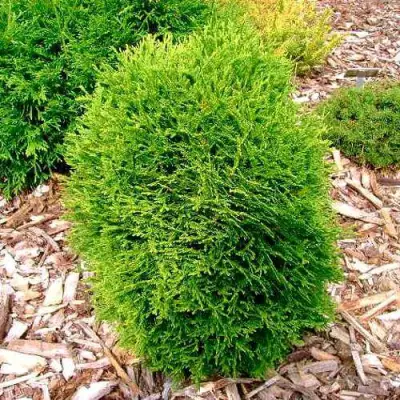 Туя ВОТЕРФИЛД западная в Слониме