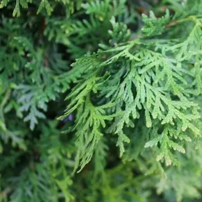 Туя ПИРАМИДАЛИС КОМПАКТА западная в Слониме