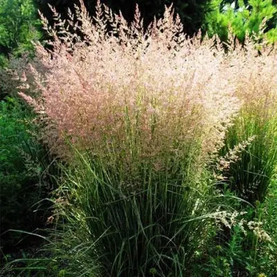 Молиния ФОНТЕЙН тростниковая в Слониме