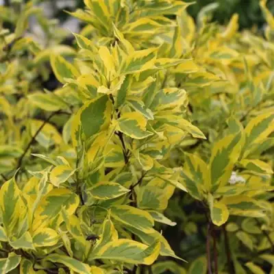 Дерен ШПЕТА белый в Слониме