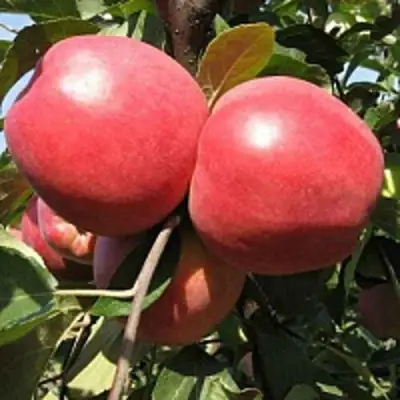 Яблоня ЗАСЛАВСКОЕ в Слониме