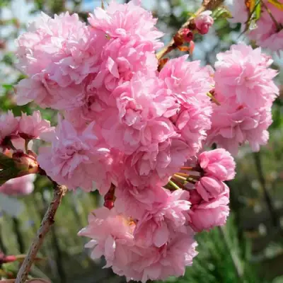 Сакура КИКУ ШИДАРЕ в Слониме