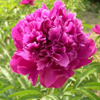 Пион КИТАЙСКИЙ ШЕЛК травянистый в Слониме