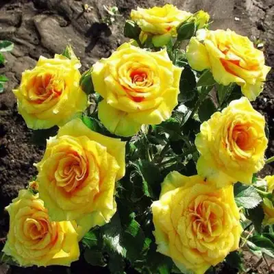 саженцы розы Сан Сити