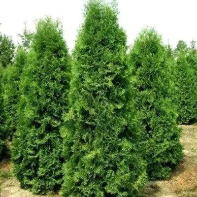 Туя ПИРАМИДАЛИС КОМПАКТА западная в Слониме