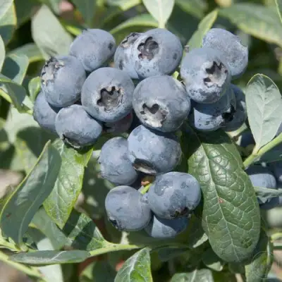 Голубика БРИГИТТА в Слониме