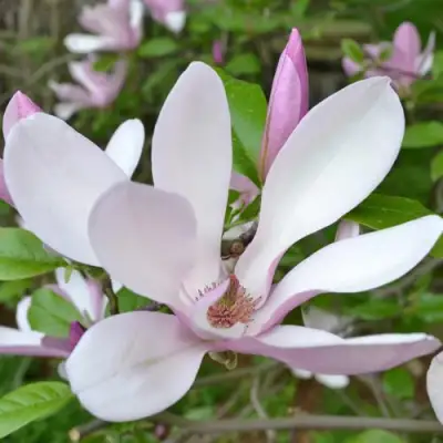 Магнолия ДЖОРДЖ ГЕНРИ КЕРН в Слониме