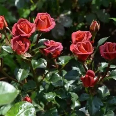 Роза ЧОКОЧИНО спрей в Слониме