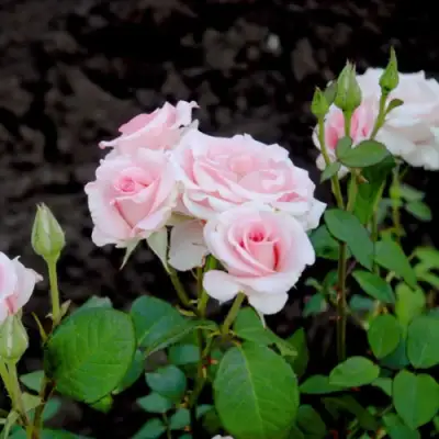 Роза ФЛАМИНГО чайно-гибридная в Слониме