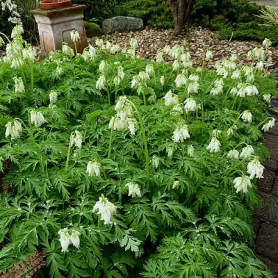 Дицентра красивая АВРОРА в Слониме