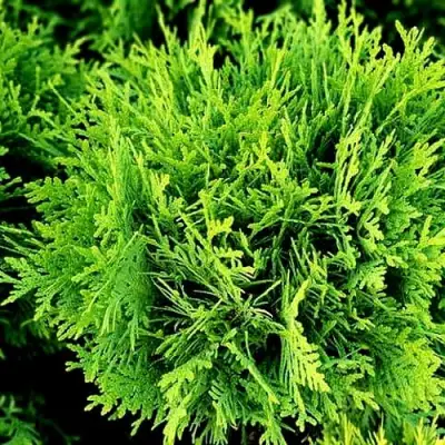 Туя ДАНИКА западная в Слониме