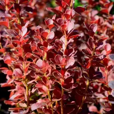 Барбарис ВУЛКАНО тунберга в Слониме