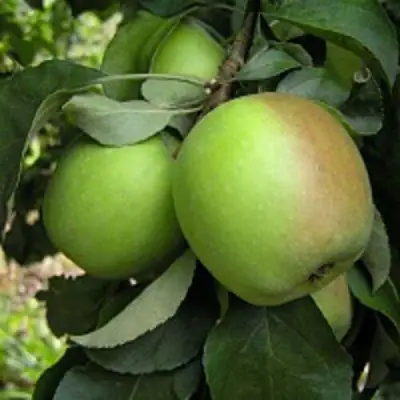 Яблоня ПАМЯТЬ СИКОРЫ в Слониме