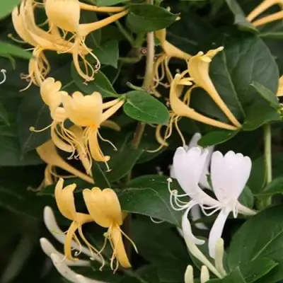 Жимолость ХАЛЛИАНА японская (Хелиана) в Слониме