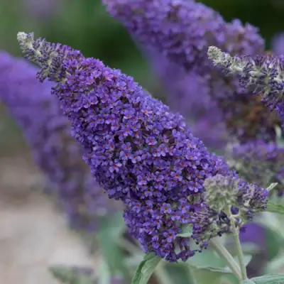 Буддлея НАНО ПЕРПЛ  в Слониме