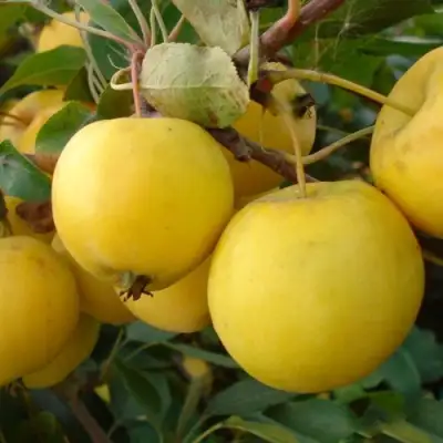 Яблоня УРАЛЬСКОЕ НАЛИВНОЕ в Слониме