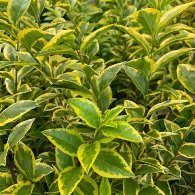 Бирючина АУРЕУМ овальнолистная в Слониме