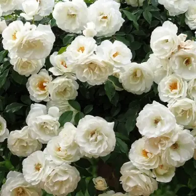 Роза АЙСБЕРГ флорибунда в Слониме