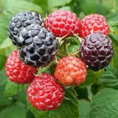 Малина БРИСТОЛЬ в Слониме