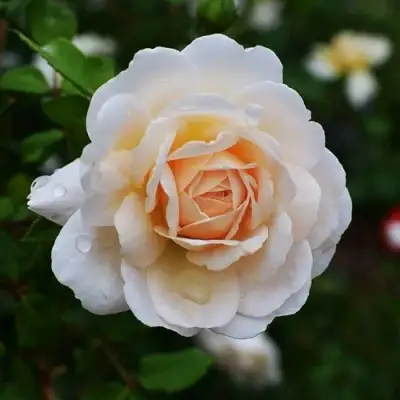 саженцы розы Крокус Роуз