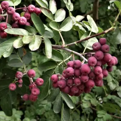 Рябина ДЕСЕРТНАЯ МИЧУРИНА сладкоплодная в Слониме