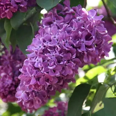 Сирень КАПИТАН ГАСТЕЛЛО в Слониме