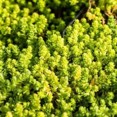 Очиток (седум) ЙЕЛЛОУ КВИН едкий в Слониме